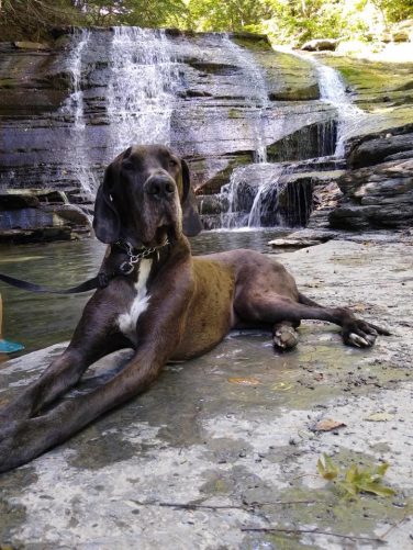 Dog relaxing by a scenic waterfall near a New York campground
