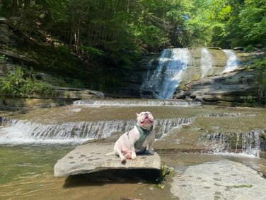 Dog sitting in shallow water at a waterfall near Sugar Creek Glen Camping