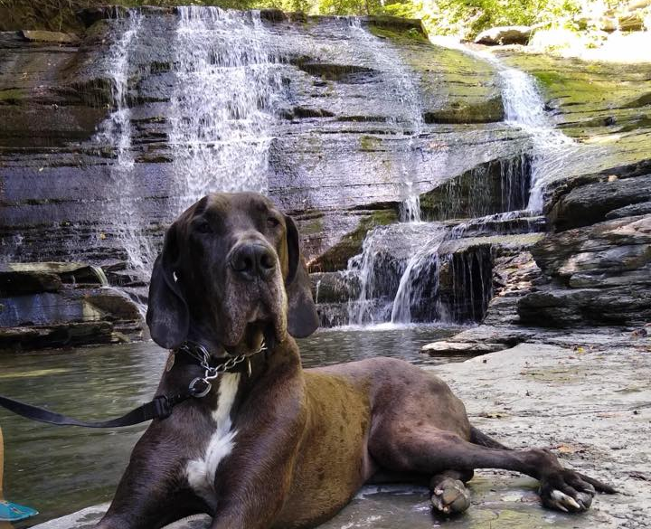 Life at Sugar Creek Glen Campground with a dog beside the waterfall Great Dane resting beside a private waterfall at Sugar Creek Glen Campground