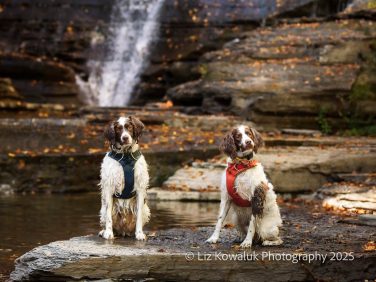 Pets are welcome at Sugar Creek Glen Campground